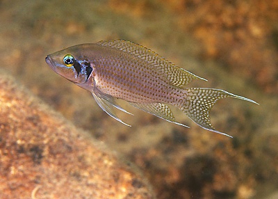 Neolamprologus pulcher 'Kalambo Lodge'